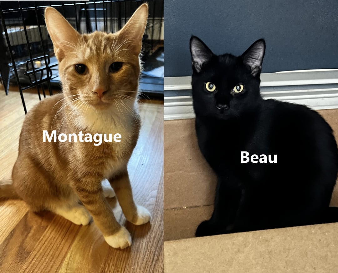 Bonded Pair - Beau & Montague
