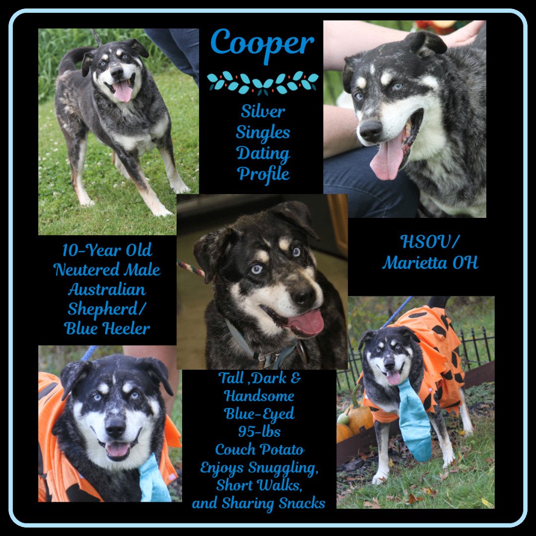 Cooper (Neutered) 