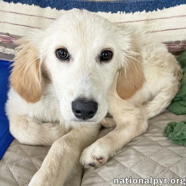 Frostie in OH - Loves Toys & Snuggles!