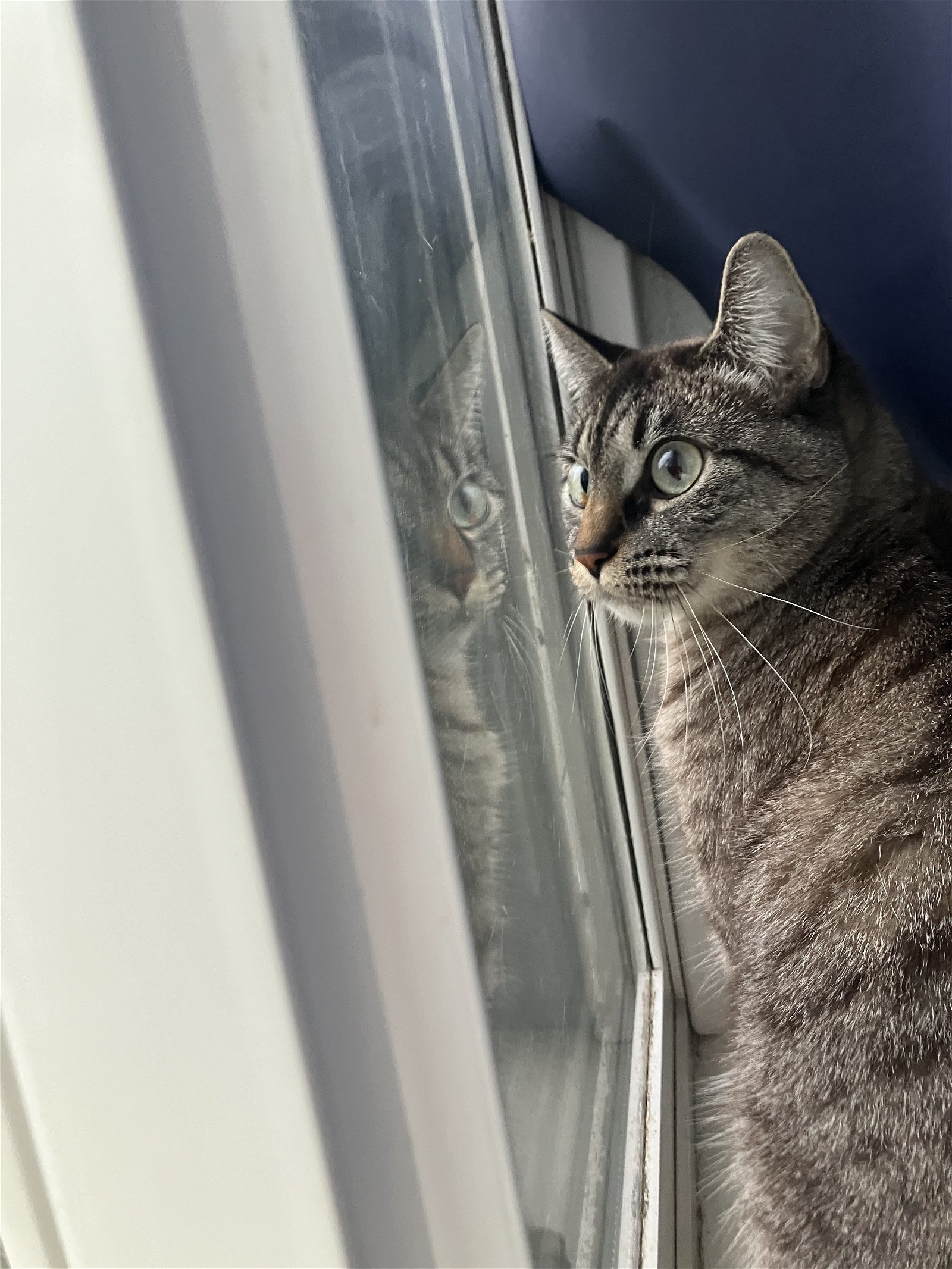 PRINCESS - Offered by Owner