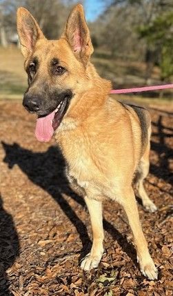 Cal (WONDERFUL Family Dog)