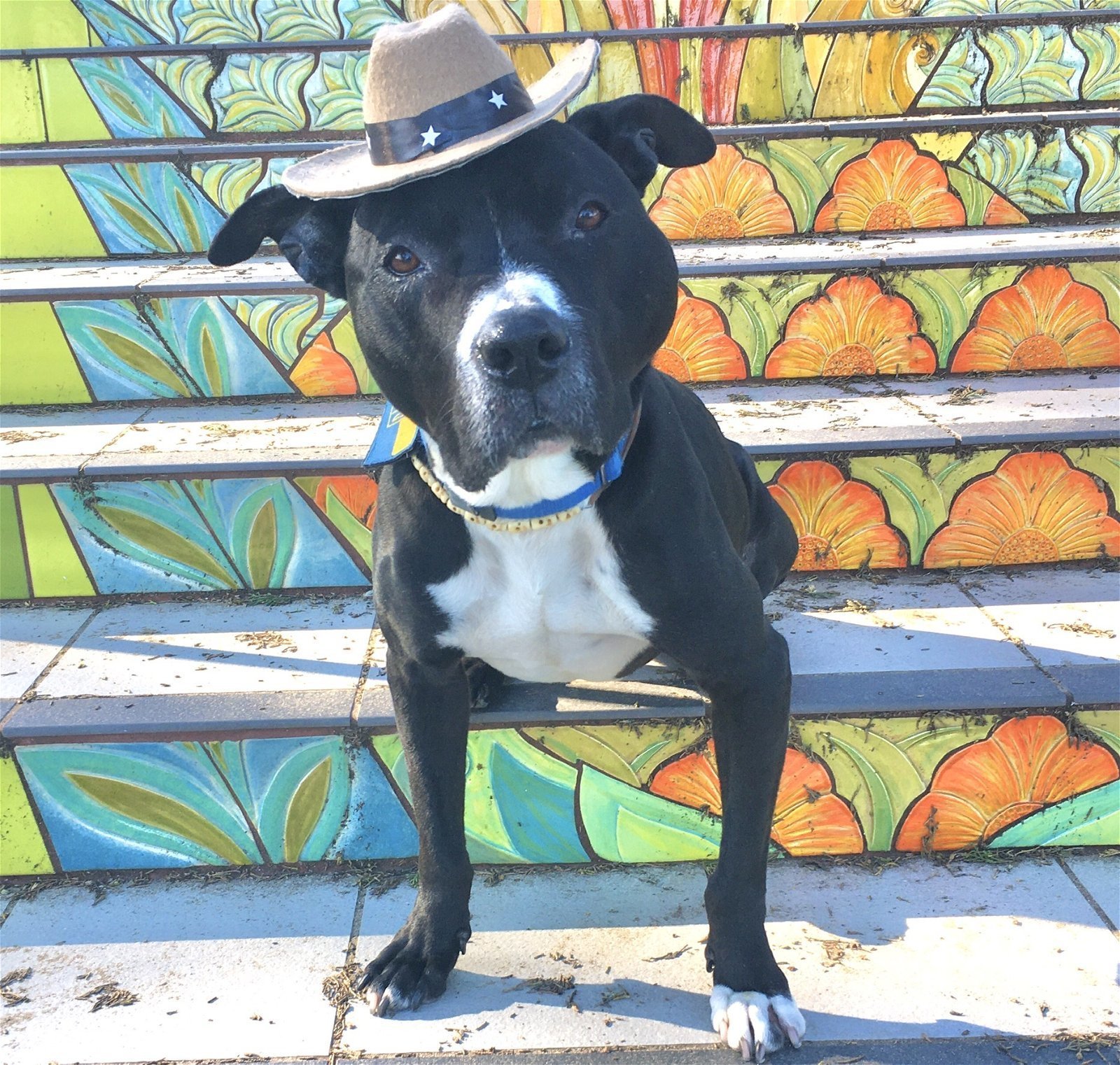 Wally - foster/adopt