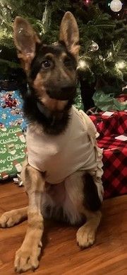 Ryker Tripod (Best Puppy Ever)