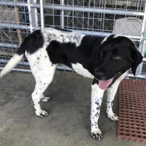 Sookie (Daisy, Bella)