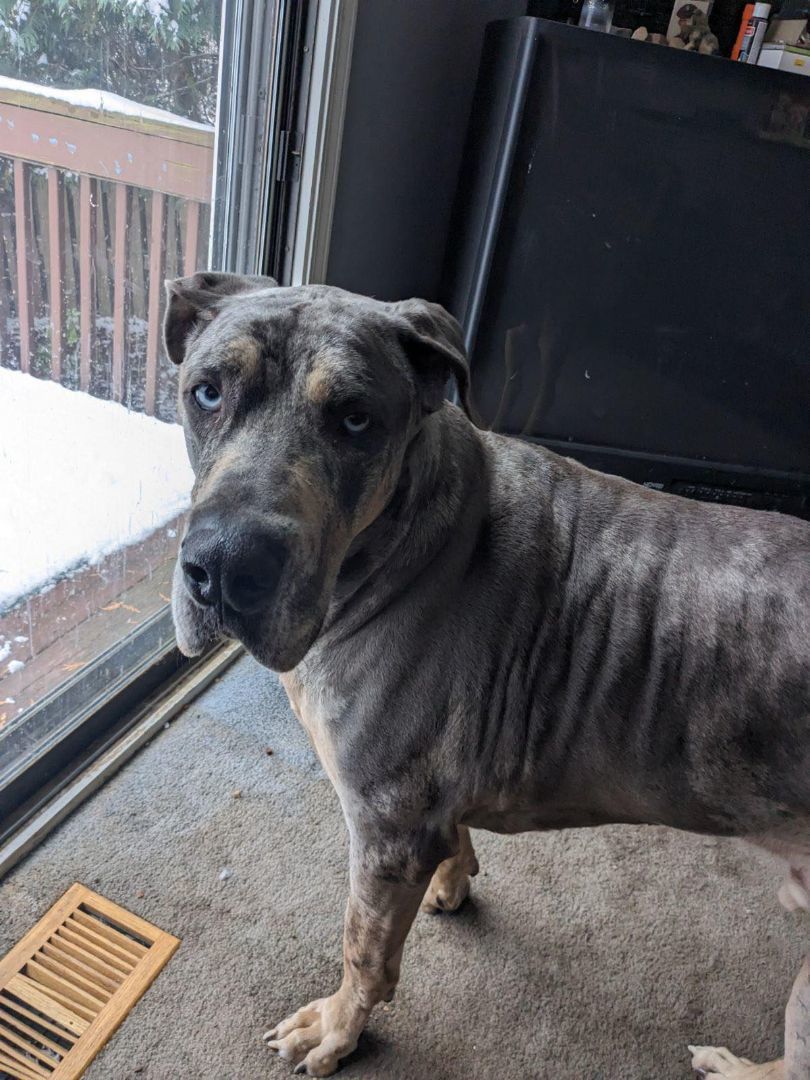 Jackson, foster or adopt