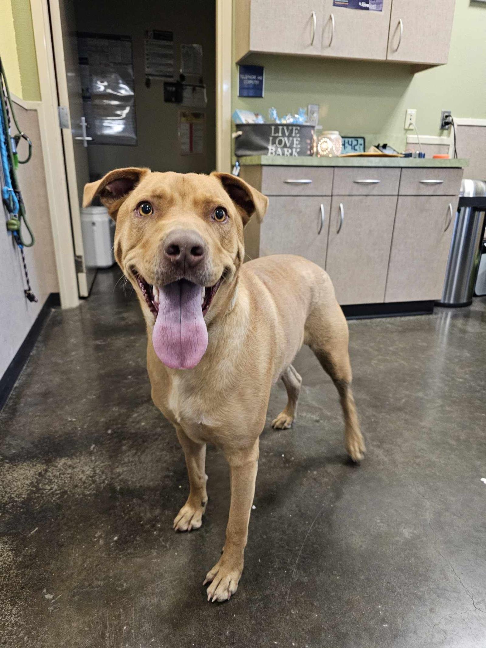 Found stray: Handsome