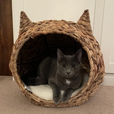 Oriole's Kitten: Fenway