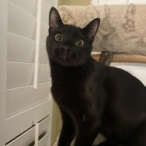 Oriole's Kitten: Wrigley