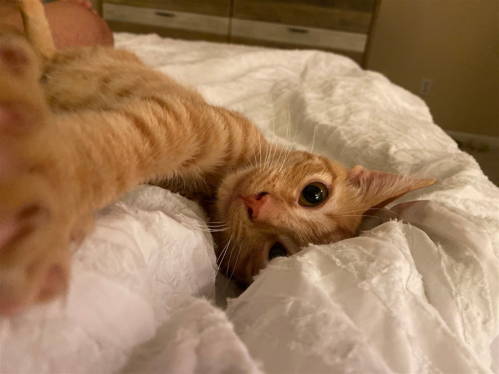 Rusty (Courtesy Post)