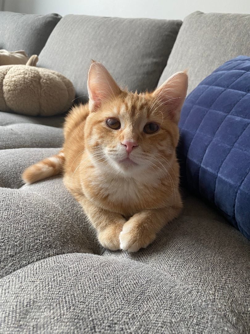 Noodle and Camden (FeLV+)