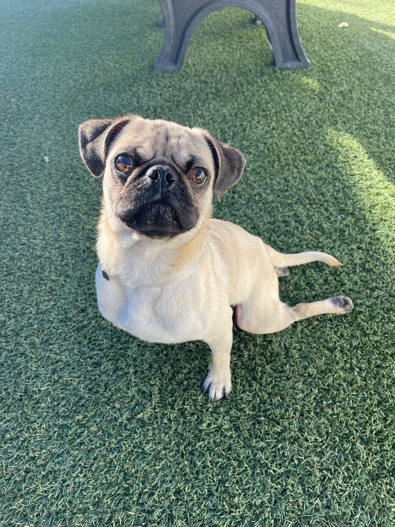 Solecito *special needs*