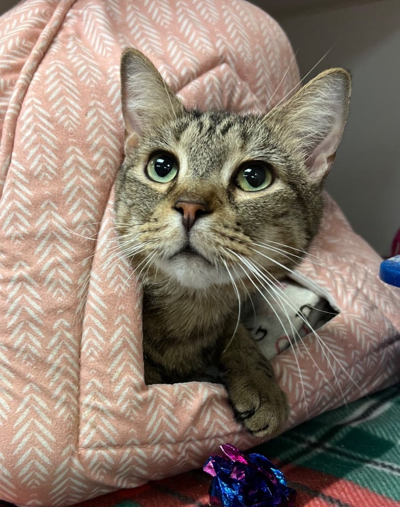 Sullivan (Hales Chapel)