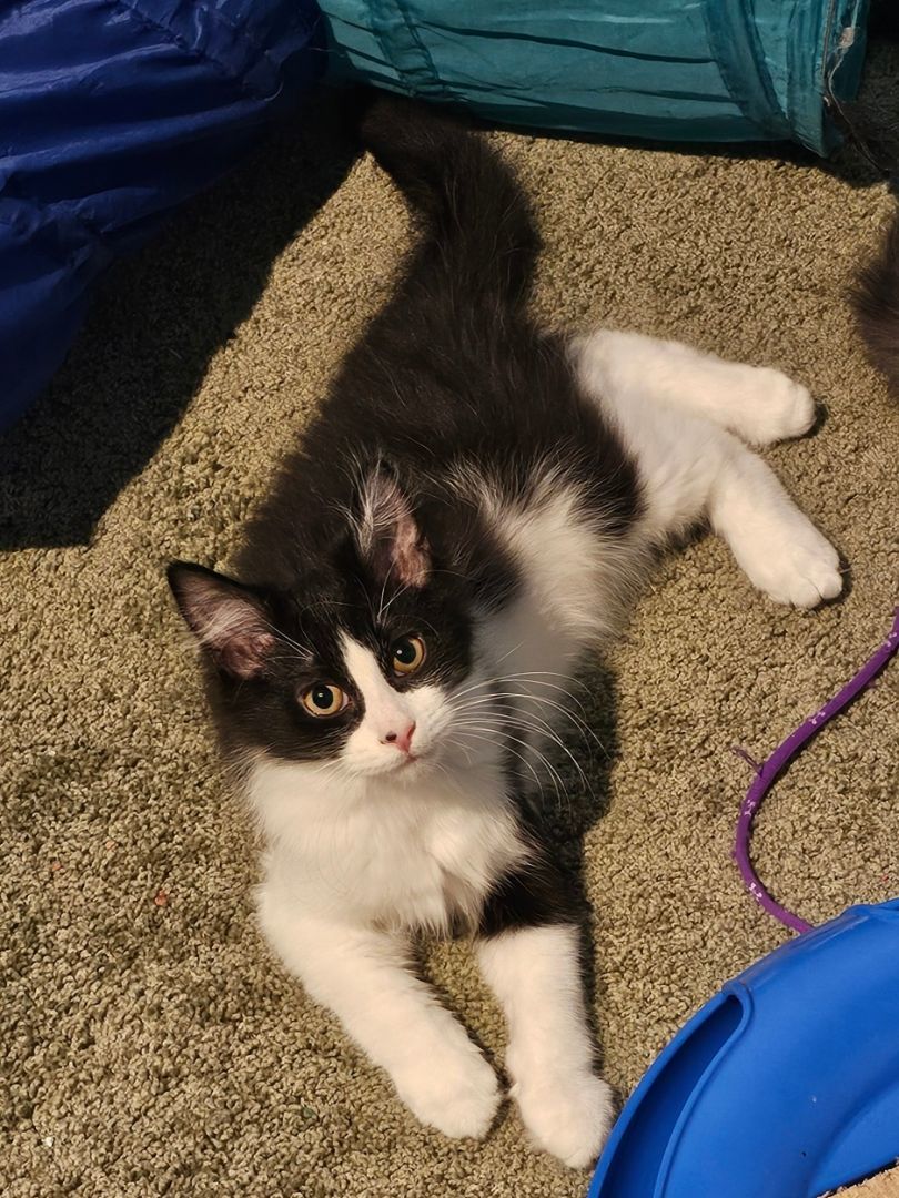 ALPHA (MUST BE ADOPTED WITH A SIBLING)