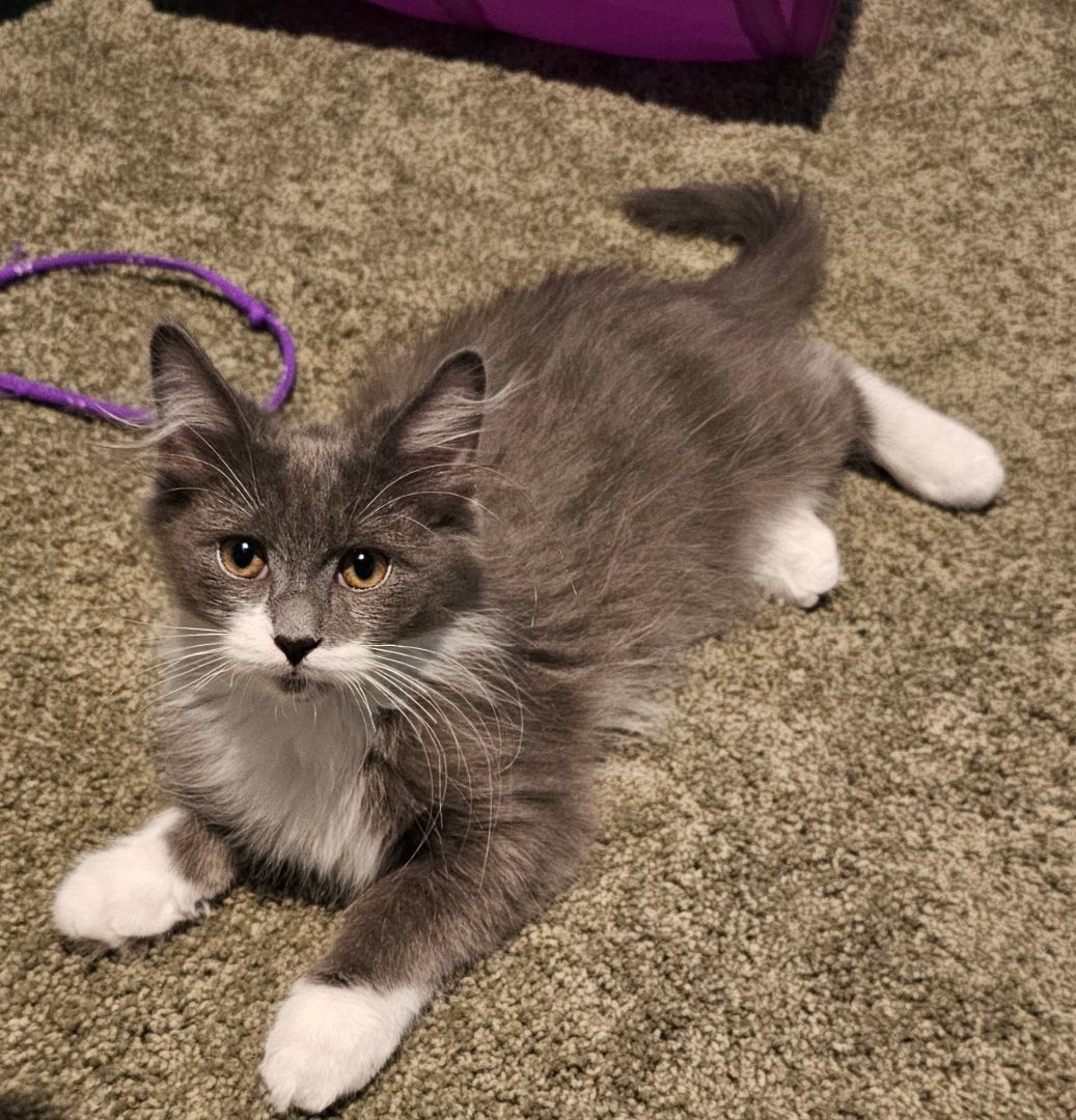 BETA (MUST BE ADOPTED WITH A SIBLING)