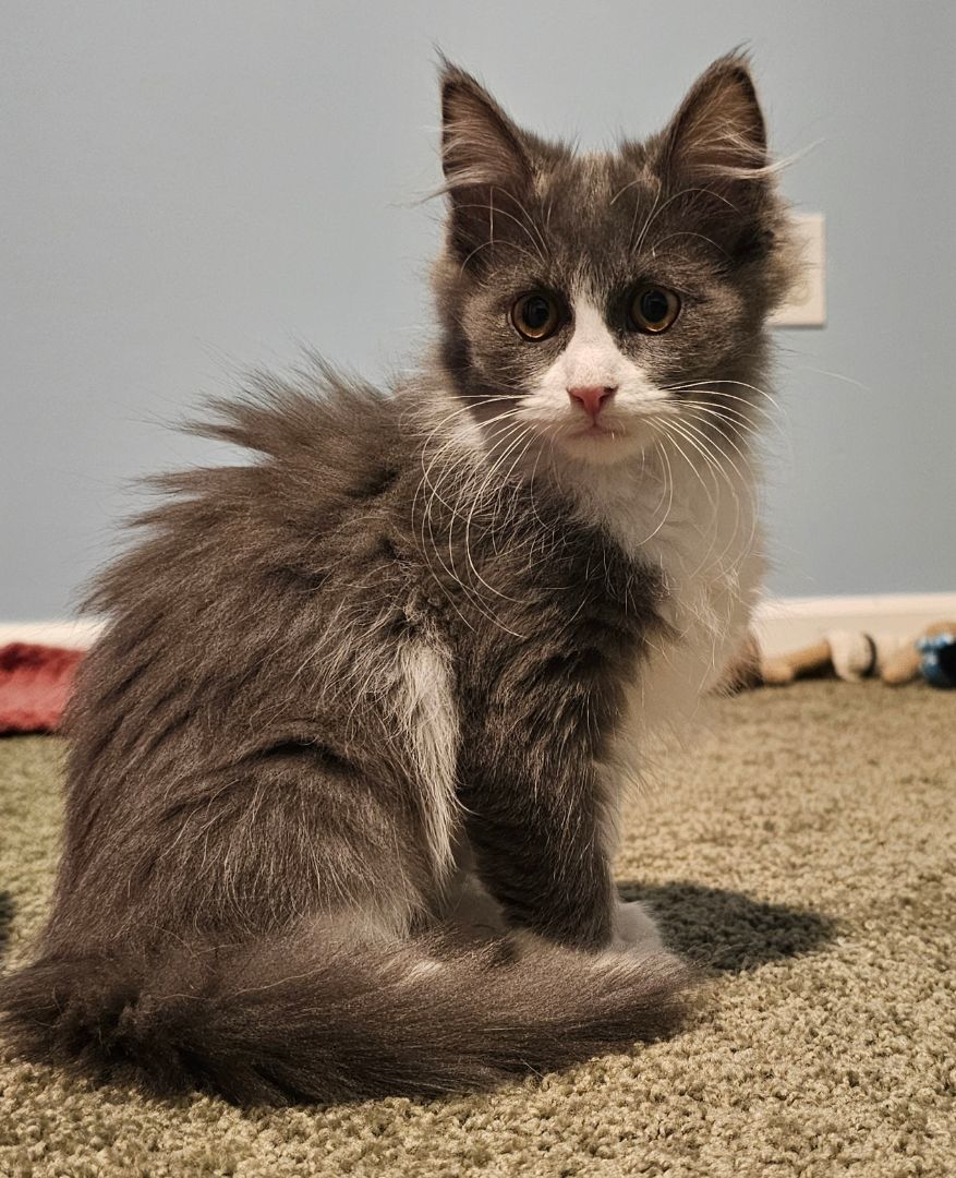 GAMMA (MUST BE ADOPTED WITH A SIBLING)