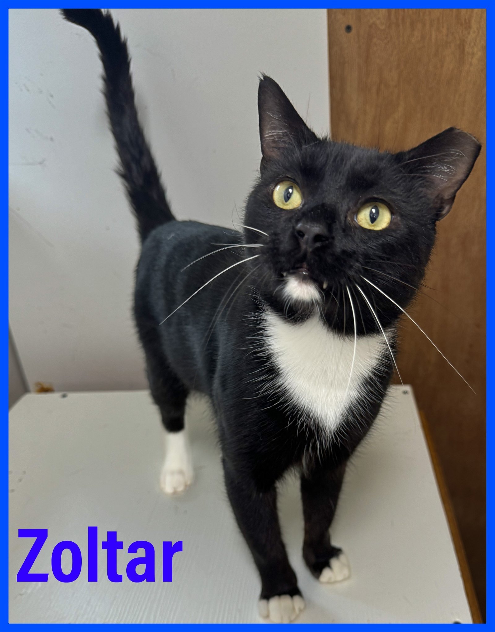 Zoltar FeLV+, Willow Grove (FCID# 11/28/2023-107)