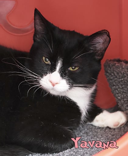 Yavanna (Blue Collar)