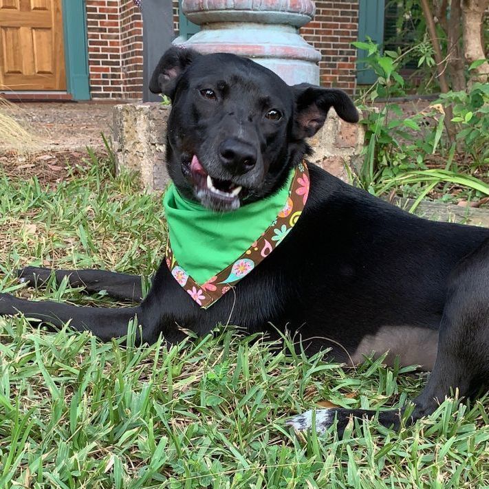 MISTY MOON A HAPPY SAMRT GIRL & WEIGHS 40 LBS!!!