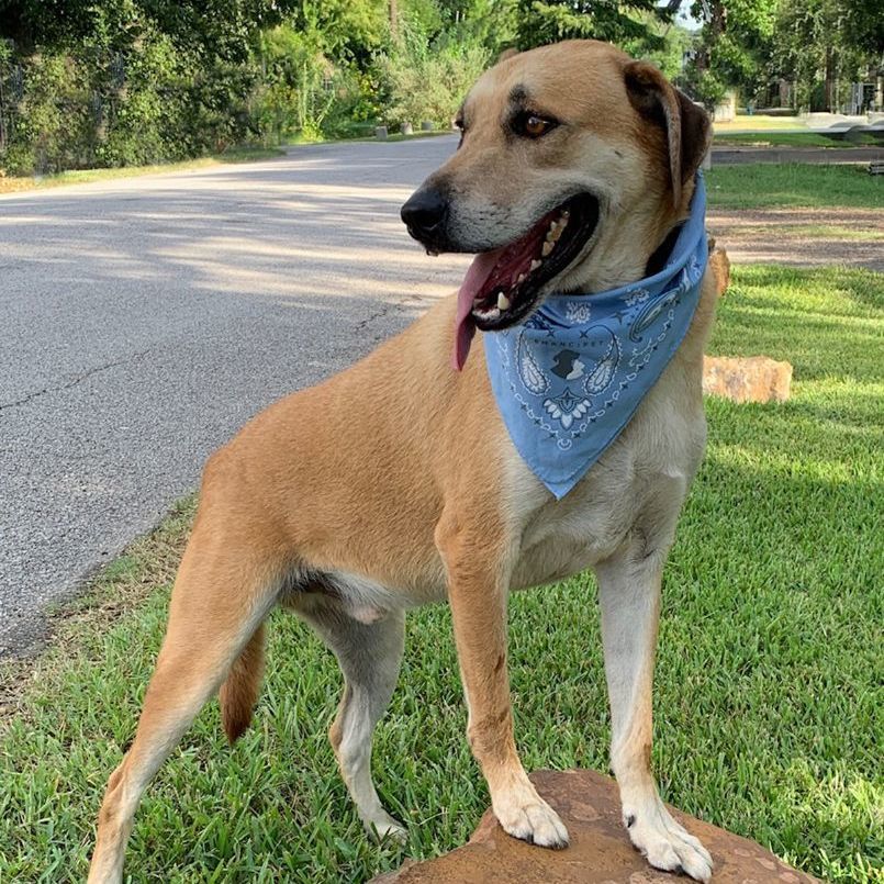 BUDDY A WELL BEHAVED BOY!!!