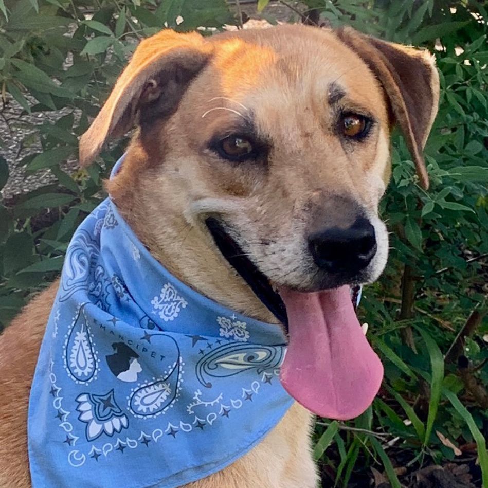 BUDDY A GREAT FAMILY DOG!!!