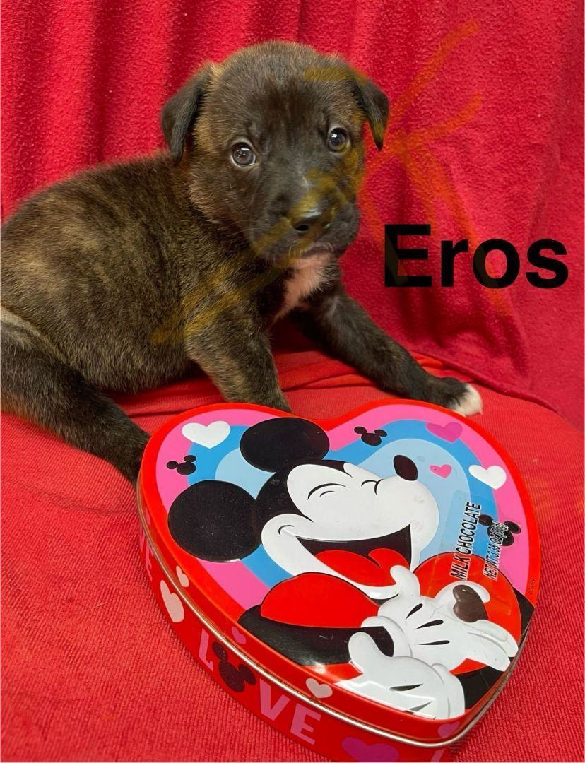 Valentine's Day - Eros