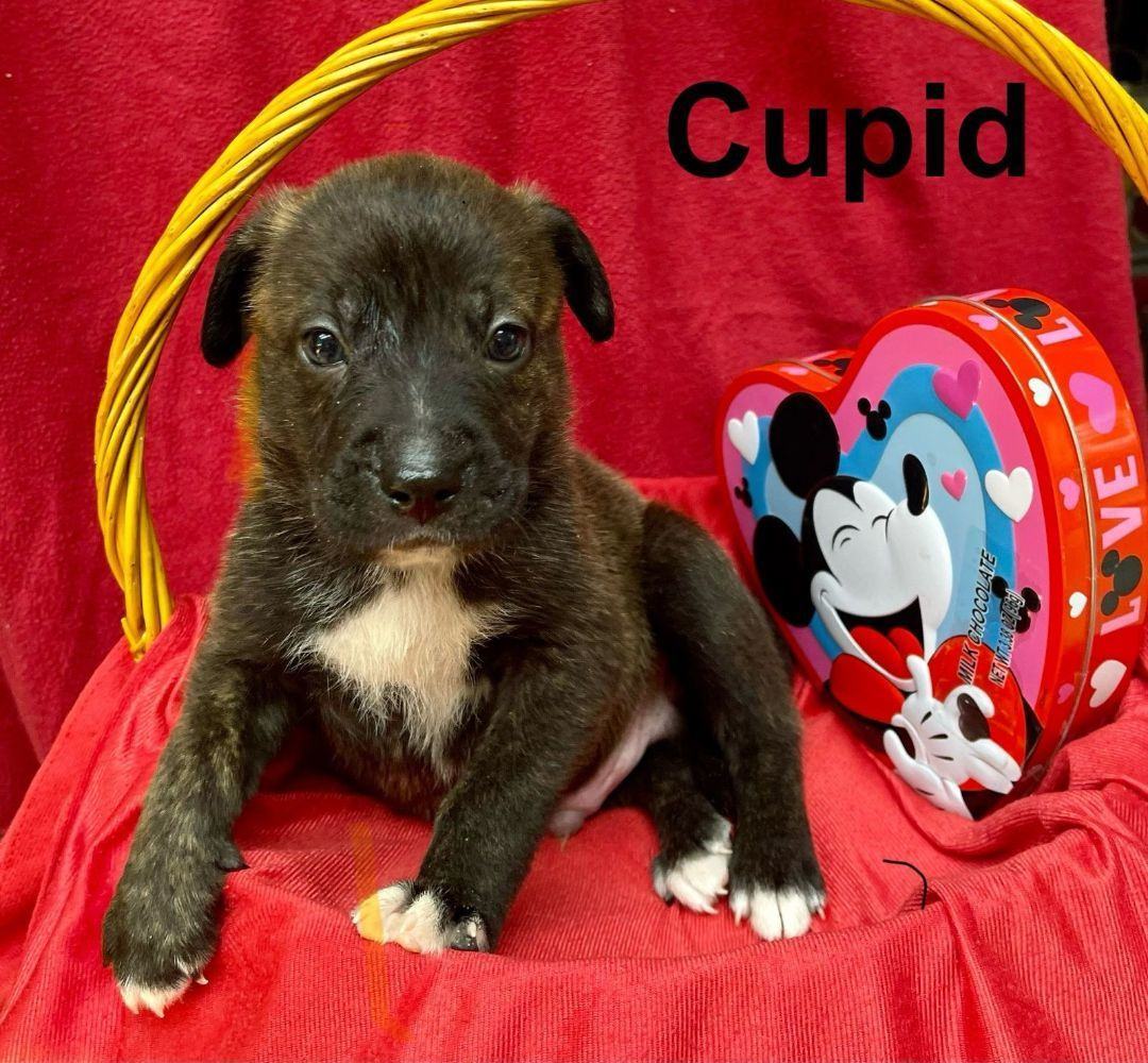 Valentines Day - Cupid