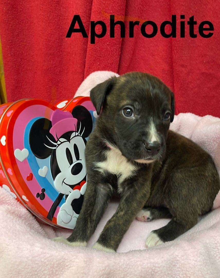 Valentine's Day - Aphrodite