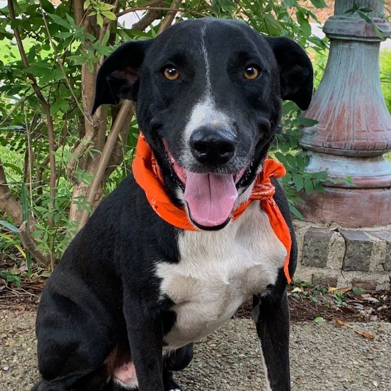 SAMMY WELL BEHAVED & AFFECTIONATE!!!