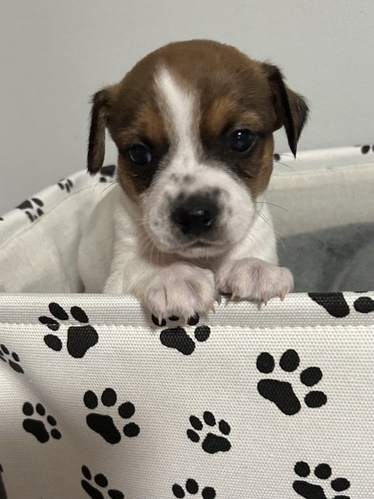 Tilly Dec23 - In Foster in Rocky Mount, NC