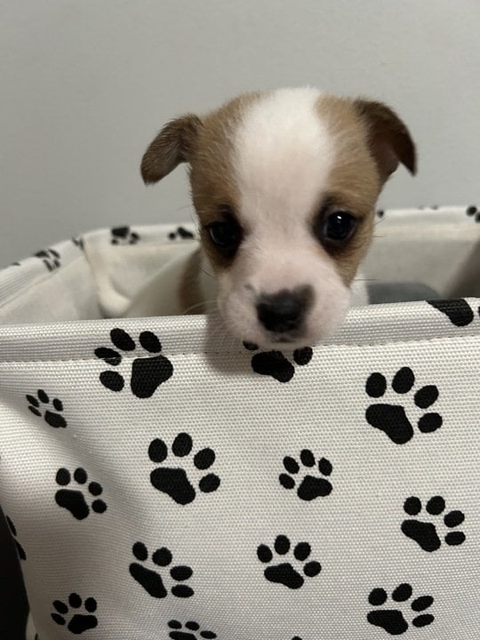 Blaire Dec23 - In Foster in Rocky Mount, NC