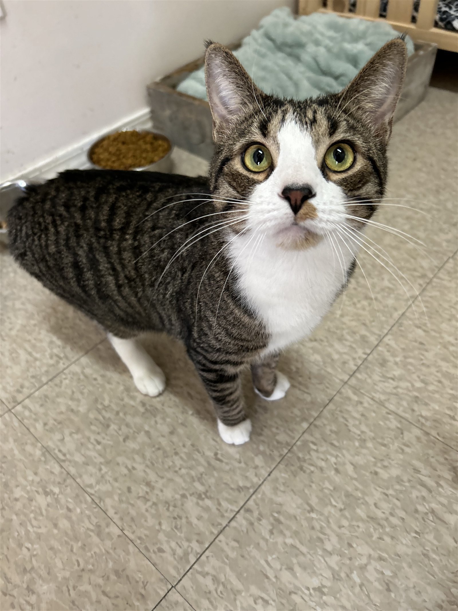 Jackson (Must be adopted w/Mabel and River)