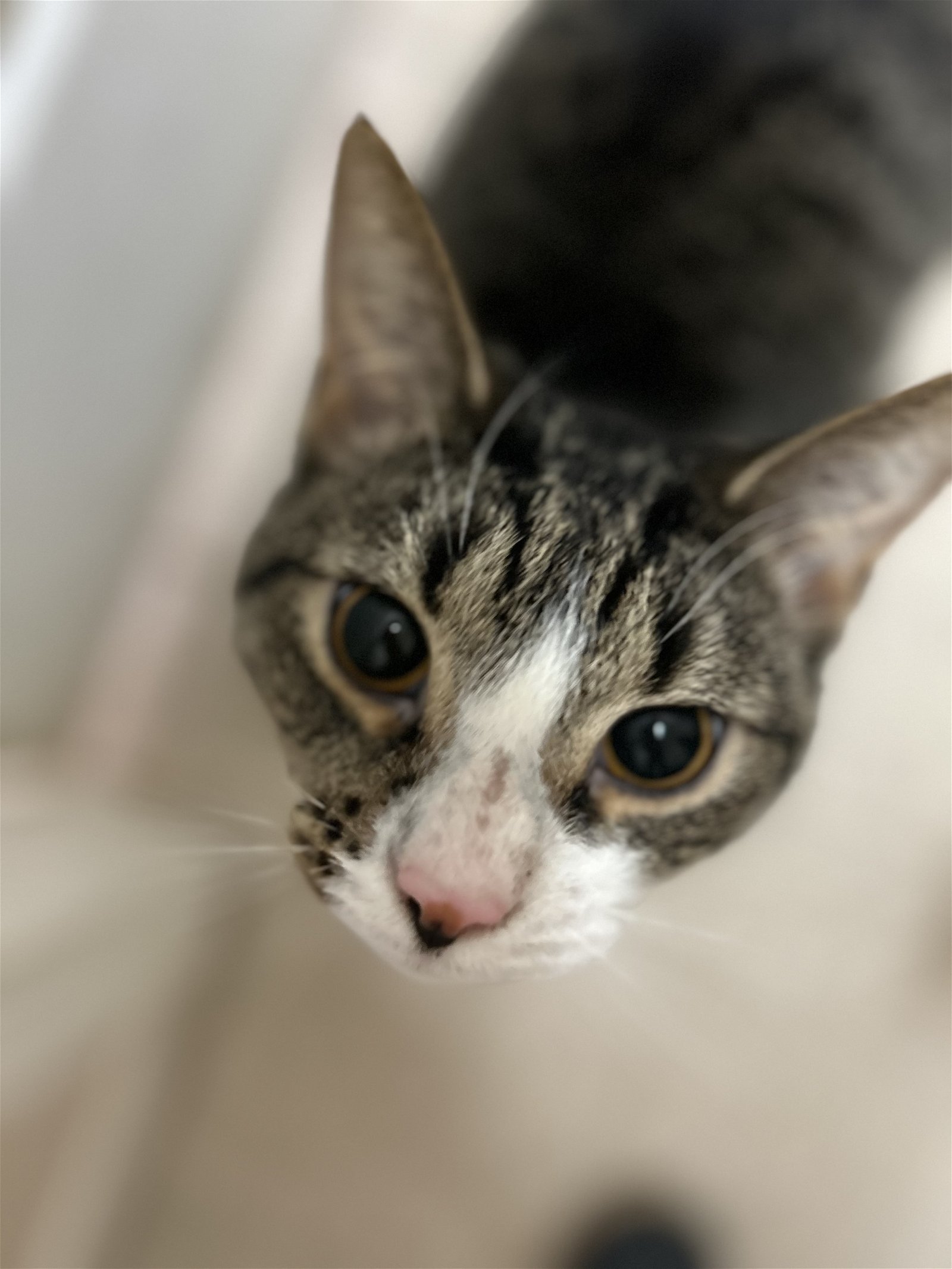 River-(Must be adopted w/Mable and Jackson)