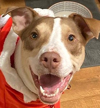 LUNA-1/3 Malamute per DNA, Our Super Nice Girl BEGS You to Take a Look