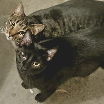 Salamanca and Alcala Michelle (Bonded Pair)