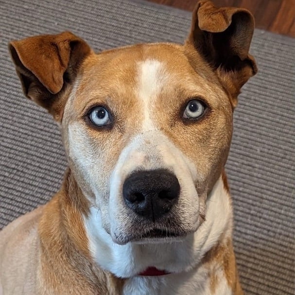 Cairo - Stunning Blue Eyes!