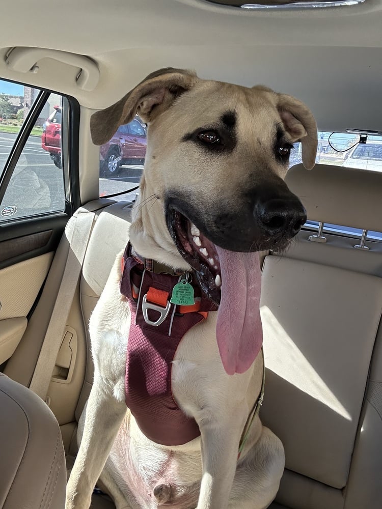 Ben and Jerry Litter: Phish Food