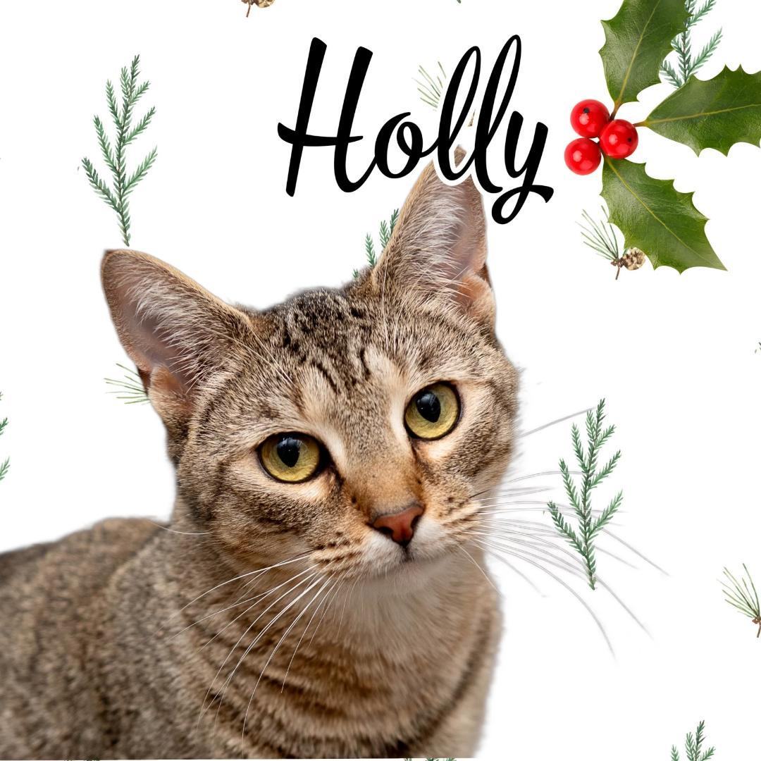 Holly