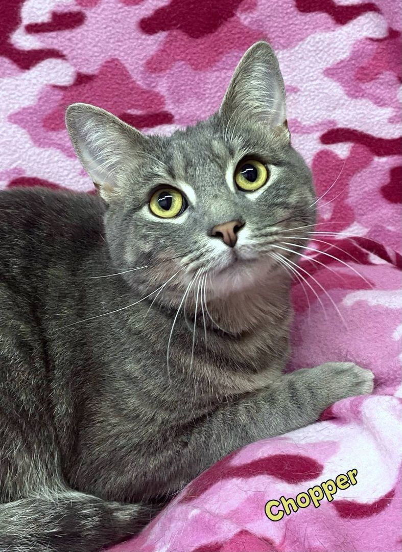 CHOPPER