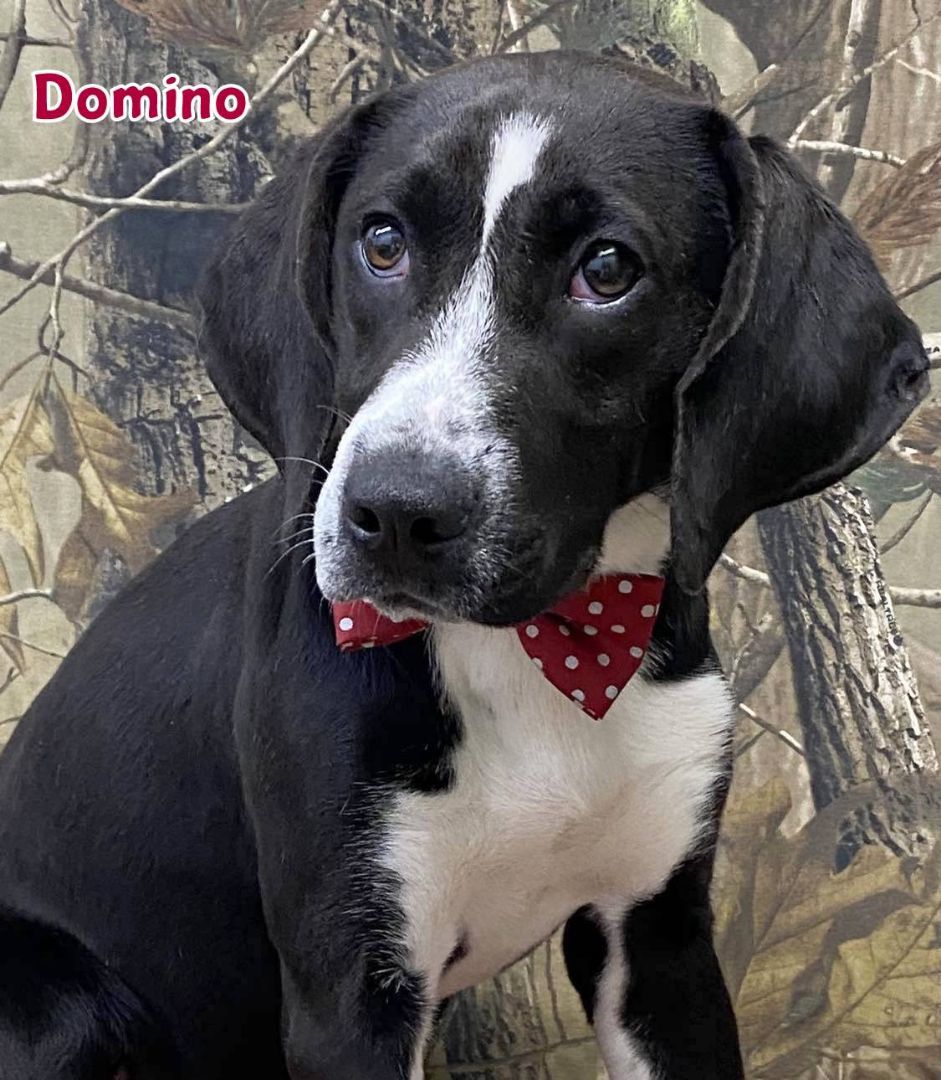 DOMINO