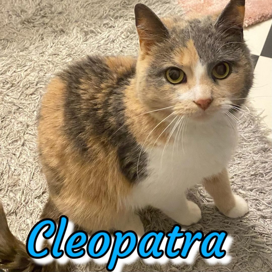 Cleopatra