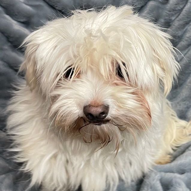 Jordan - Foster Home Needed 