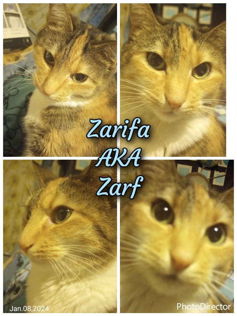 Zarifa