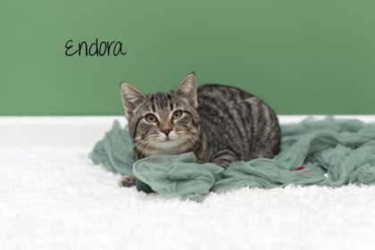 Endora