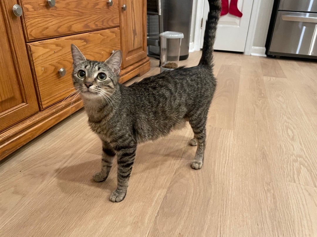 Duchess - QUEEN MOTHER AND SNUGGLER