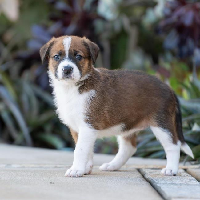 Baby Doll Pup - Cabbage Patch