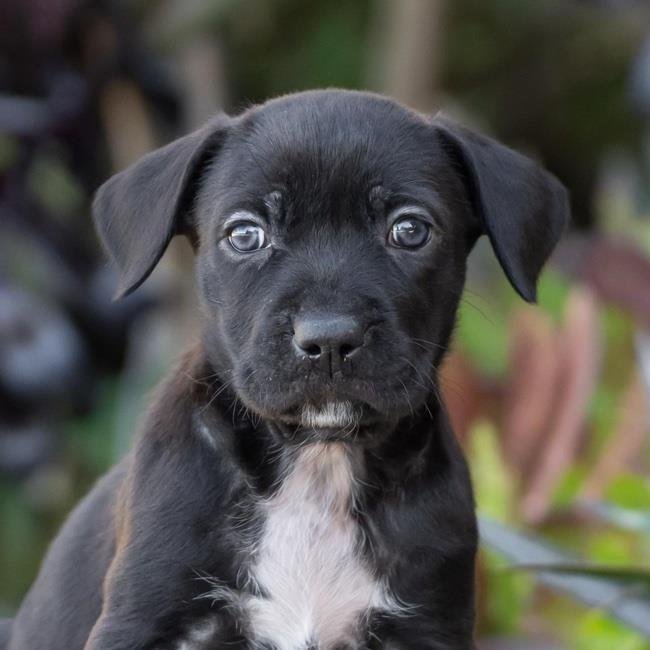 Baby Doll Pup - Polly Pocket