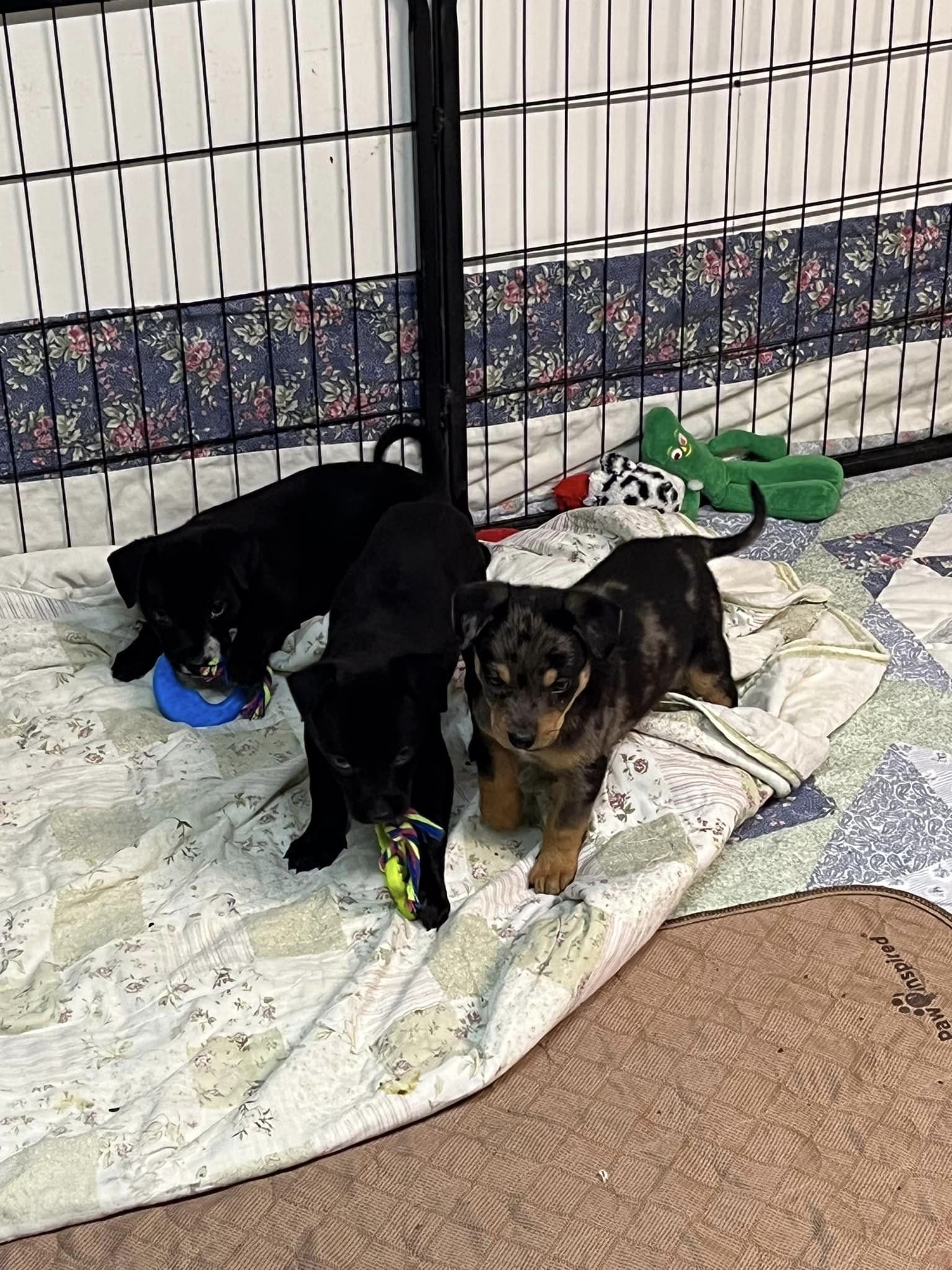 The Pike Litter of 3