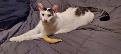 Gilbert Rubble (in foster)