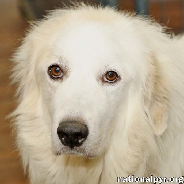 Victoria in TN - Sweet Lady Who Loves Pets!