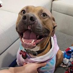 BILLIE- Needs a forever home!